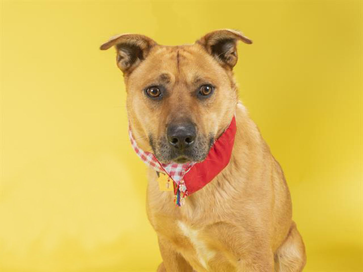 Pet of the week: Elroy
